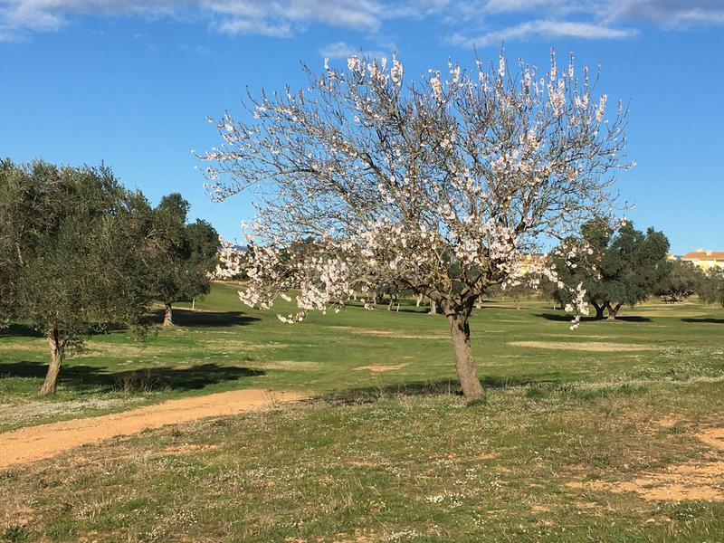 Foto 4c169e48-2286-49e8-b5a8-577d4587ce28. Residential plot in San Jorge