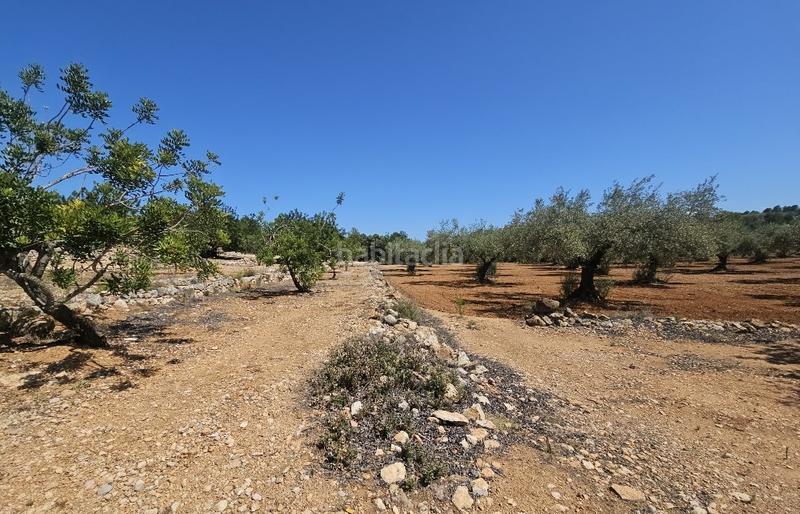 Foto c78ed4ba-5bee-41f3-a31b-2db6fe935012. Finca rústica a Cervera del Maestre