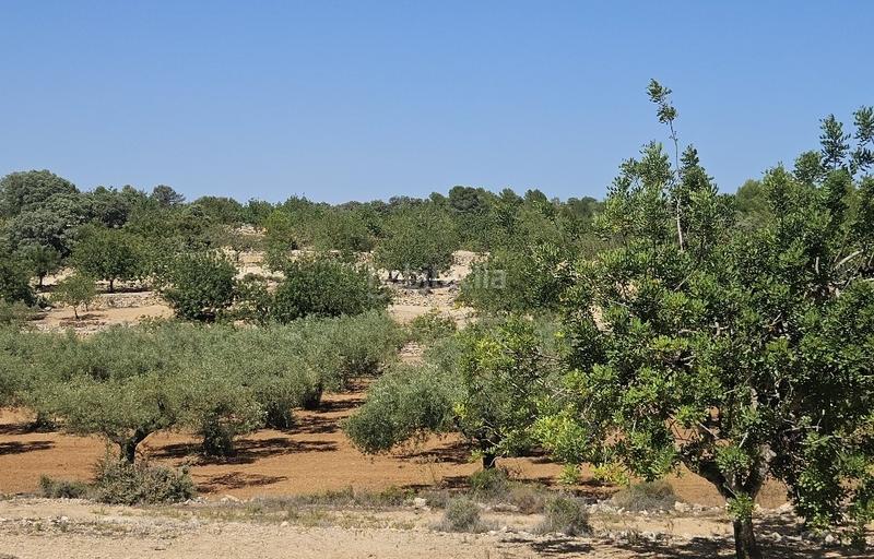 Foto eb0ca0b0-6227-437f-ae23-b6dbbfb071e0. Finca rústica a Cervera del Maestre
