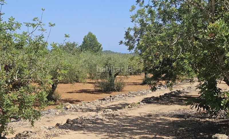 Foto f0f143b4-8c45-4758-b42c-20142d5599cc. Finca rústica a Cervera del Maestre