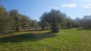 Finca rústica a N/a. Finca rustica, olivos, algarrobas, cervera del maestre, costa az