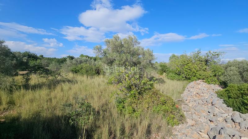 Foto 15ad374a-a552-4e57-9368-f438716cb2ed. Finca rústica a carrer de sant roc 10 a Cálig