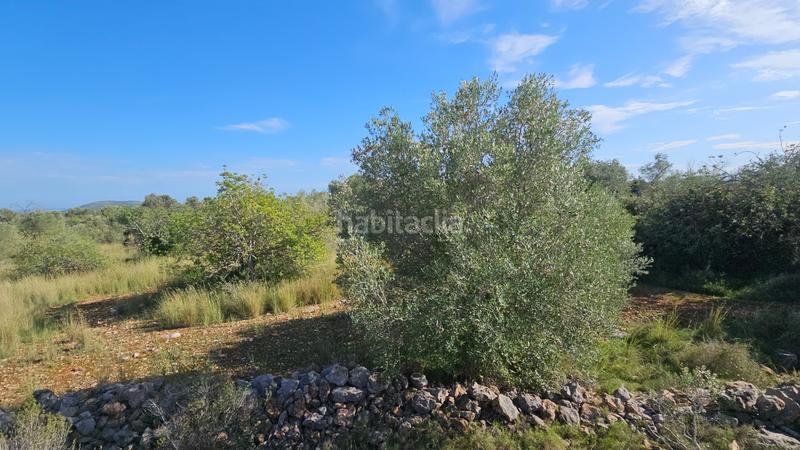 Foto 1c8356d2-4082-4cdb-a3a4-24dee1390a47. Finca rústica a carrer de sant roc 10 a Cálig