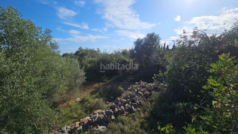 Foto 3288121b-0da9-4308-8f50-49413318089a. Finca rústica a carrer de sant roc 10 a Cálig