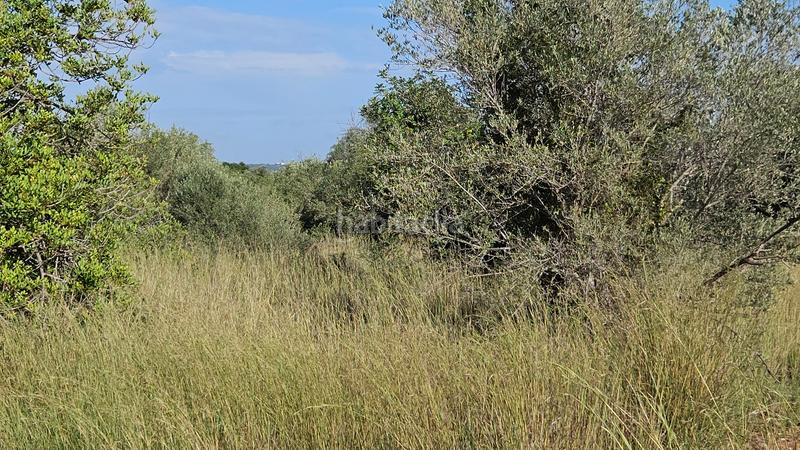 Foto 34882cca-eb76-4f2f-a1ee-8fafc69cd956. Finca rústica a carrer de sant roc 10 a Cálig