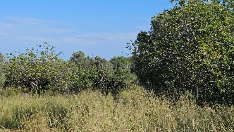 Foto b8dd790c-d4a4-4ffd-9292-0abdee485380. Finca rústica a carrer de sant roc 10 a Cálig