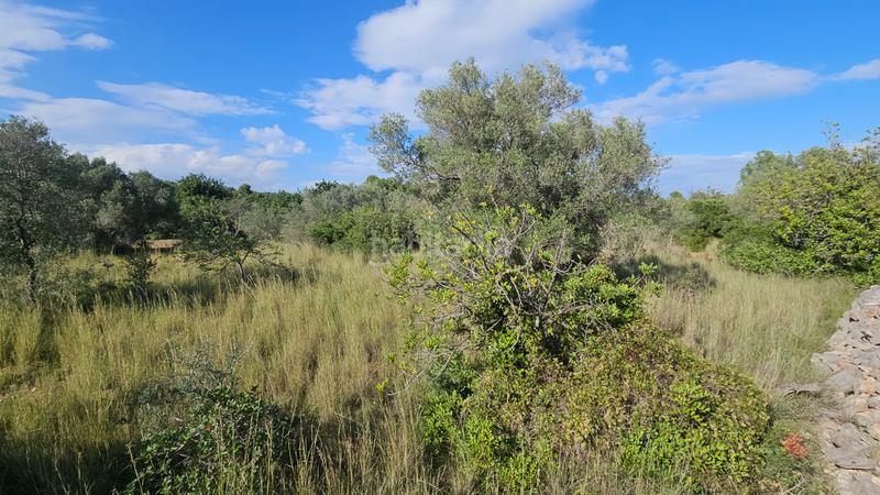 Foto e96c8b47-71ba-4337-8c51-eb1f025af7fe. Finca rústica a carrer de sant roc 10 a Cálig