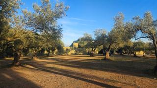 Masia  N/a. Finca, casa de campo,cisterna agua+solar, olivos, canet lo roig,