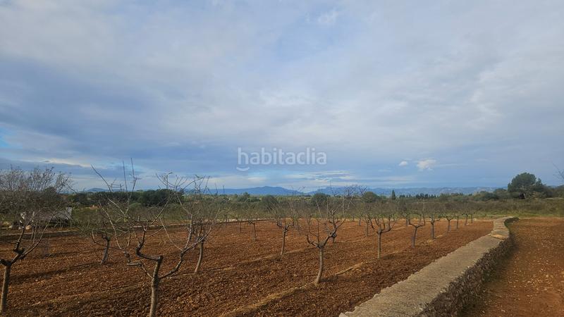 Foto 08bb9846-6fdd-4426-a5a4-cf21fdd942f8. Finca rústica a Ulldecona