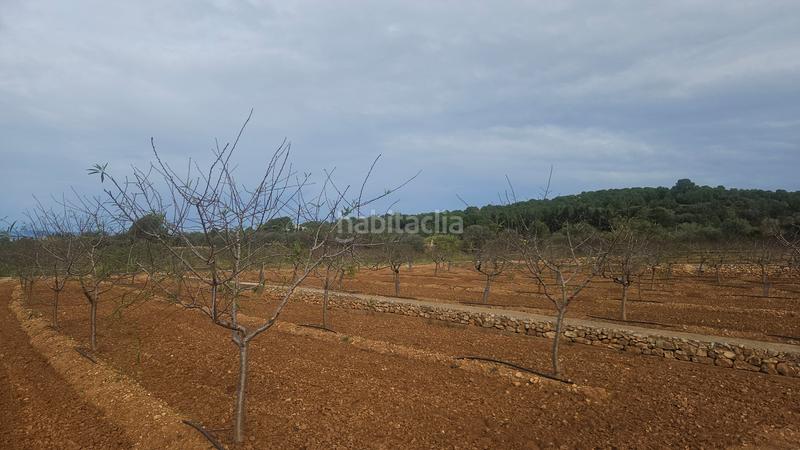 Foto a0a6c15a-d1c1-44ff-aeef-db1aa88eae5d. Finca rústica a Ulldecona
