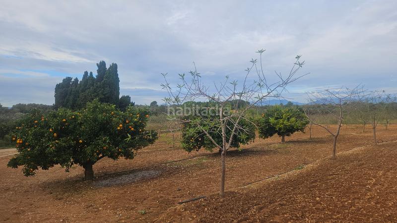 Foto d40f729e-bcd5-4f59-bc52-a3a1c79a8267. Finca rústica a Ulldecona