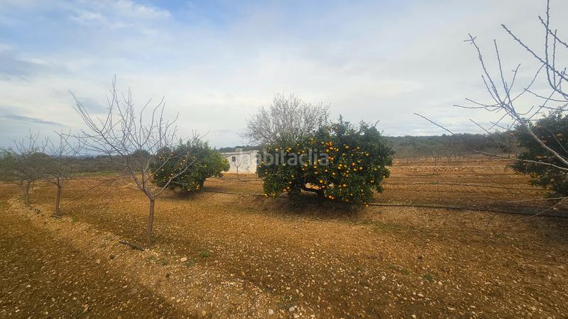 Foto f3700635-058d-4645-94fb-1c495bcc5fa7. Finca rústica a Ulldecona