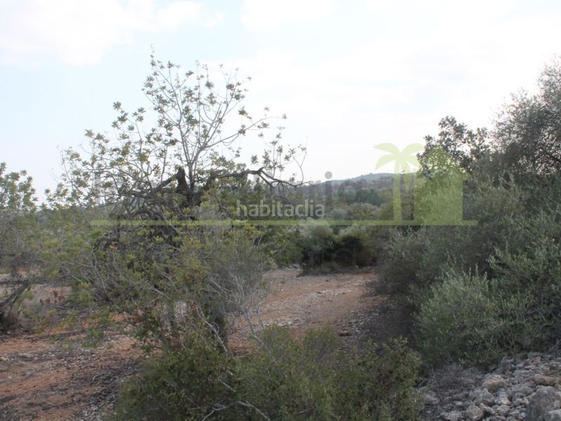 Foto 7c4b84be-abd9-4cb5-9434-4ca296ae8d07. Finca rústica a Cervera del Maestre