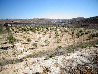 Finca rústica a Pedanías Este. Nueva propiedad en venta de terreno plantado de oliveras con 2 a