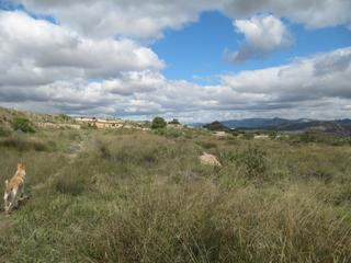 Finca rústica a Novelda. Se vende terreno en novelda alicante spain