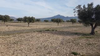 Masia a Salinas. Se vende cuatro parcelas en salinas, dos de 50.000m y dos de 20.