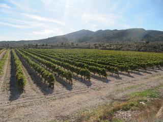 Finca rústica a Monòver. Se vende maravillosa finca  en espaldera monovar alicante