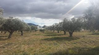 Terreny residencial a Biar. Terreno rustico en biar con cultivo de olivos