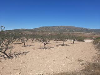 Terrain résidentiel à Pinoso. Se vende terreno rustico en pinoso alicante spain