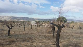 Terreny residencial a Biar. Terreno rustico en biar con almendros y olivos