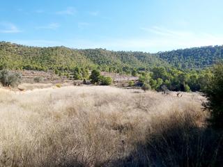 Finca rústica a Monòver. Inmobiliaria san jose vende terreno rural en monovar zona la rom