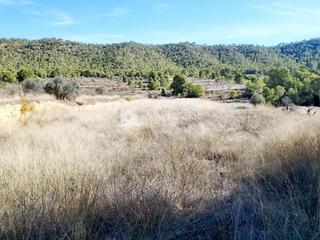 Finca rústica a Monòver. Inmobiliaria san jose vende terreno rural en monovar zona la rom