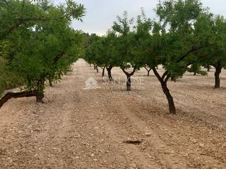 Terrain résidentiel à Pinoso. Venta de parcela en pinoso , rustico agrario ecológico secano