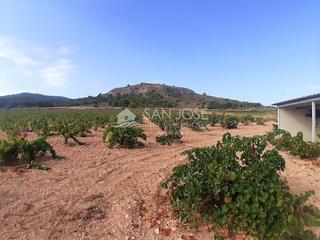 Terreny residencial a Abanilla. Se vende parcela en produccion de viña monastrell con casa, algu