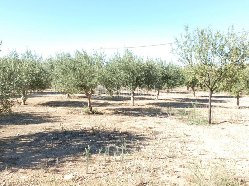 Foto 48616dfb-87c1-475f-8063-6f3a6d406be3. Chalet dans Monforte del Cid