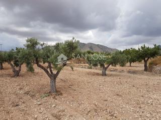 Rural plot in Hondón de las Nieves. Venta de terreno rustico en la canalosa