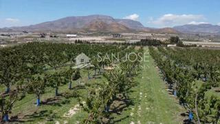 Terrain résidentiel à Monforte del Cid. Se vende arboles frutales de cerezas en plena produción