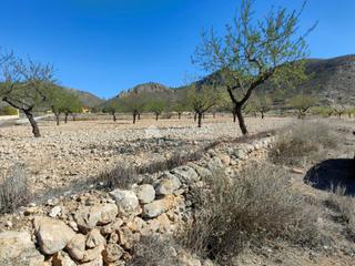 Propriété à La Murada - Los Vicentes. Se vende parcela con produccion de almendros al lado del pueblo