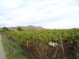 Finca rústica a El Castillo. Se vende finca rustica en la zona del alcaná en aspe