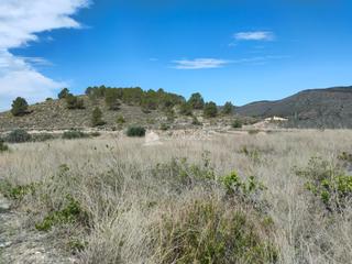 Rural plot in Hondón de las Nieves. Inmobiliaria san jose vende finca rusticaen el rincon hondon de