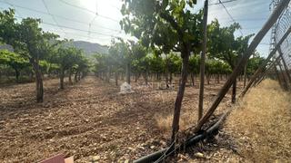 Finca rústica a Pedanías Este. Venta de parcela en aspe zona la ofra