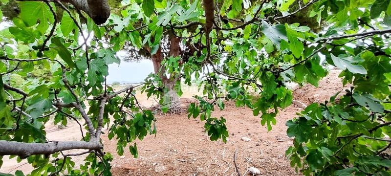 Foto 1641199a-4c16-4415-98f0-9eb3c6fdaf32. Casa in Novelda