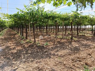 Landgut in Pedanías Oeste
