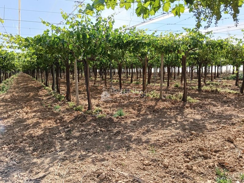 Foto 36b78051-8397-4542-9a17-f229dac51d54. Finca rústica a Pedanías Oeste Aspe