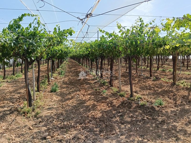 Foto 6a269d32-f468-4da9-a2fd-5c09e49b0c60. Finca rústica a Pedanías Oeste Aspe