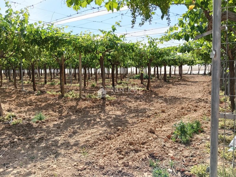 Foto a79081dd-36cc-4fd2-8cef-98b473ce56f1. Finca rústica a Pedanías Oeste Aspe