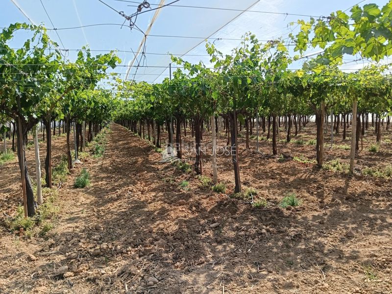 Foto b0ca7b87-5fa9-47c5-9c94-e4a6f4bc3c39. Finca rústica a Pedanías Oeste Aspe