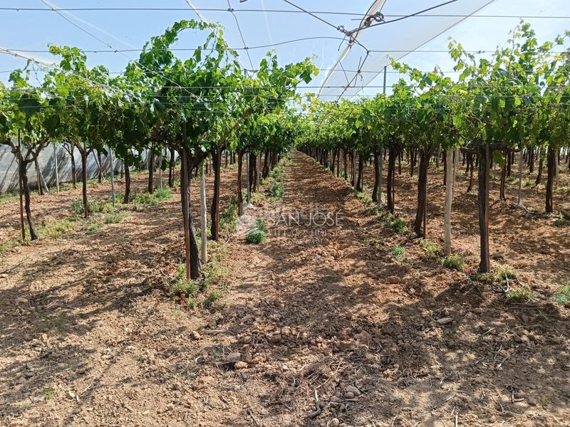 Foto bddd24cd-a141-478a-83eb-65d627e362e9. Finca rústica a Pedanías Oeste Aspe
