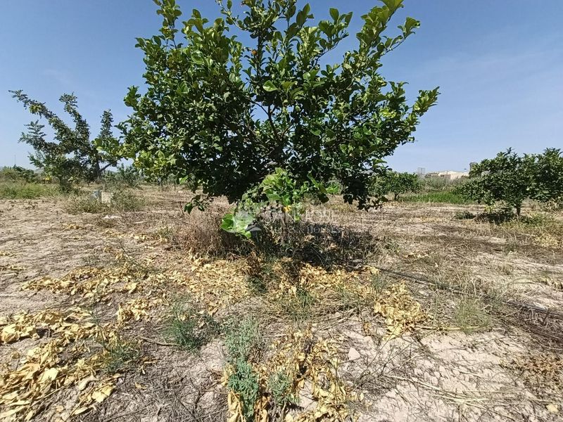 Foto e8863eab-bb19-469d-a374-b5db97e1aa7e. Finca rústica a Novelda