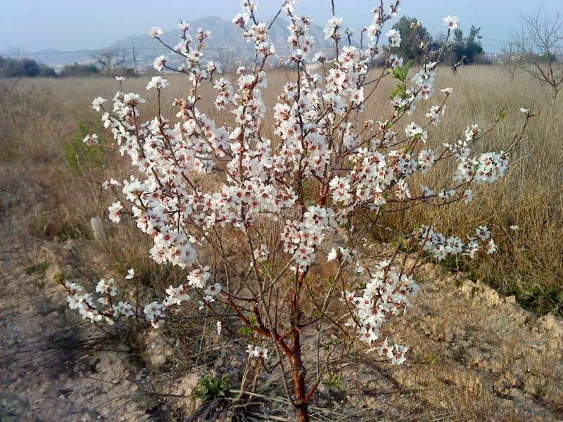 Foto 33c10f03-1f2c-4686-801a-e538ff49148a. Finca rústica a San Juan Aspe