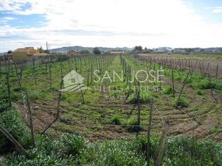 Finca rústica a San Juan. Venta de terreno rural en zona horna en aspe