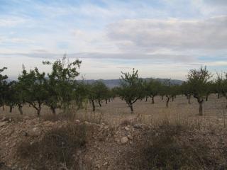 Terreny residencial a Salinas. Parcela de 17601 m2 plantada de almendros y a 150 m. del casco u