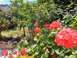 Casa aparellada a Costa Cunit - Els Jardins - Els Rosers. Casa a reformar a urb. els jardins de cunit