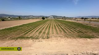 Rural plot in Vilamarina. Excelente ubicacion