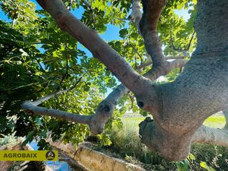 Landgut in Vinyets-Molí Vell