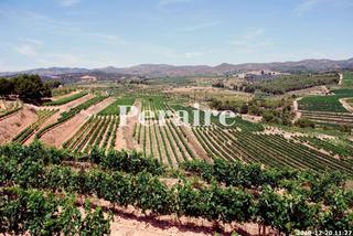 Finca rústica en Falset. Bodega con viñedos, 25 hectáreas